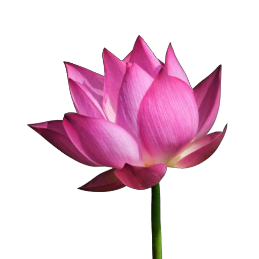 Стикер Green Pink