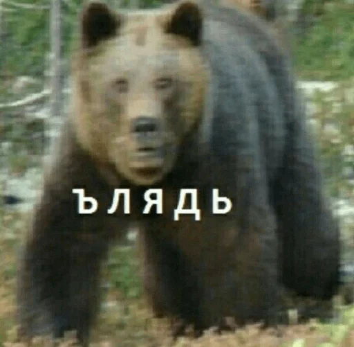 Стикер Memes | Мемы
