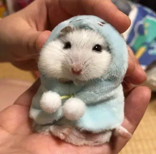 Стикер Hamster Kiana