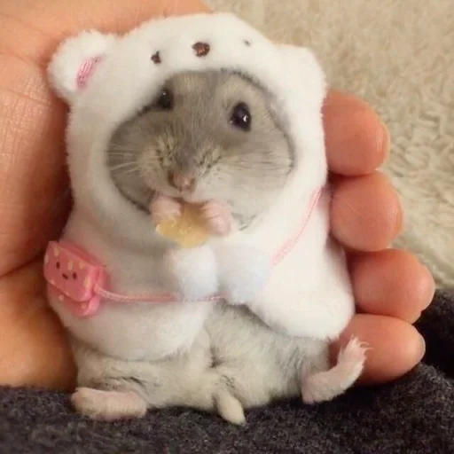Стикер Hamster Kiana