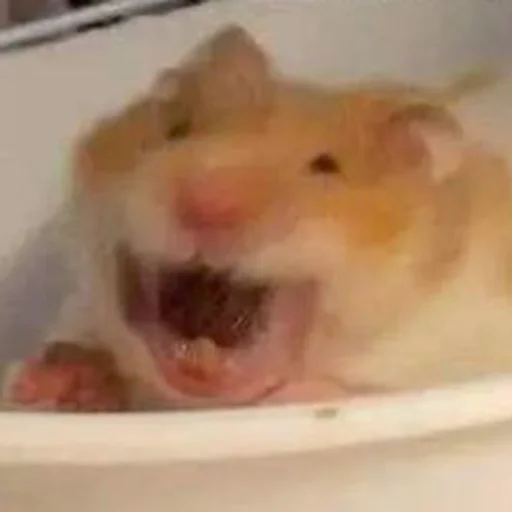 Стикер Hamsters