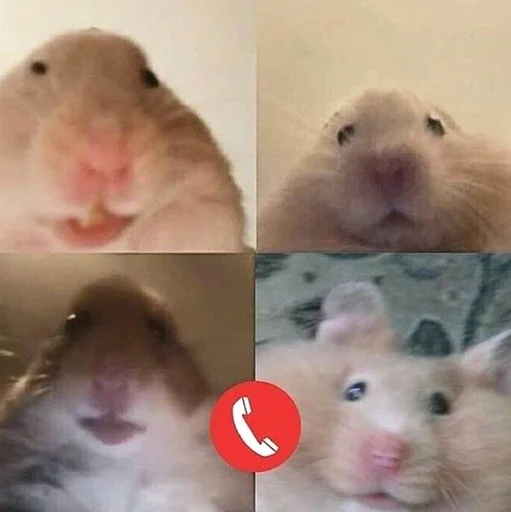 Стикер Hamsters