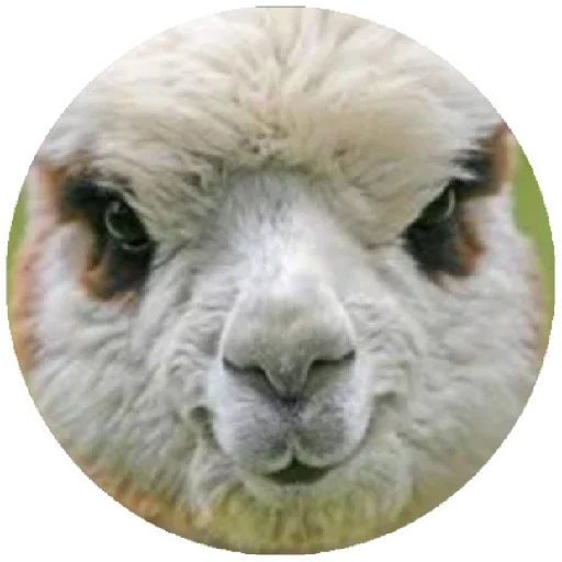 Стикер Happy Alpaca