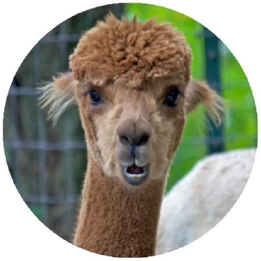Стикер Happy Alpaca