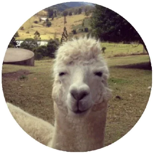 Стикер Happy Alpaca