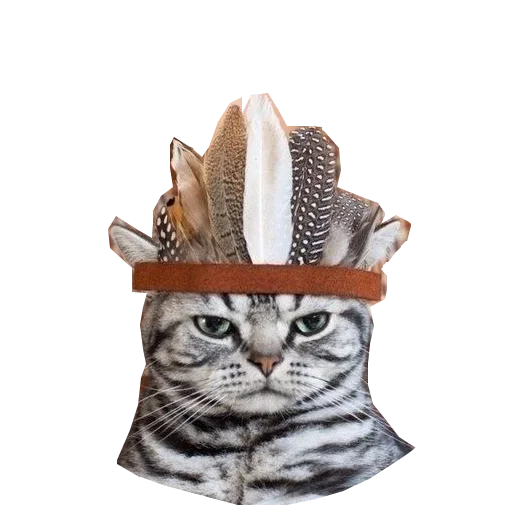 Стикер Cats in hats