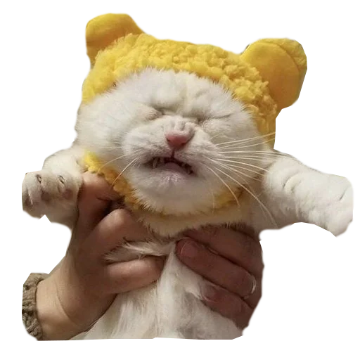Стикер Cats in hats