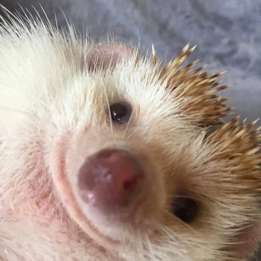 Стикер Hedgehogs