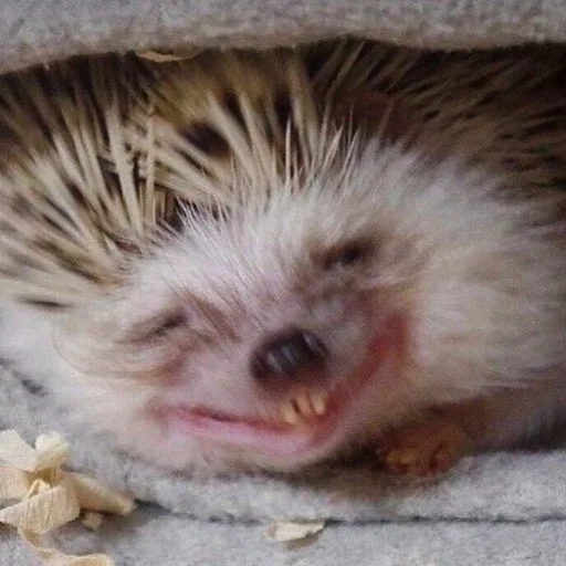 Стикер Hedgehogs