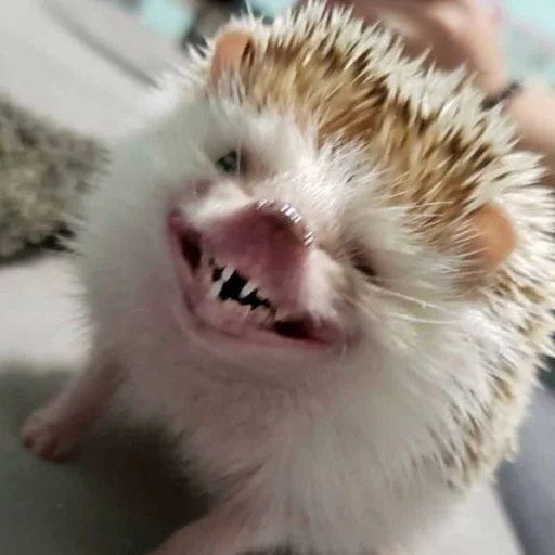 Стикер Hedgehogs