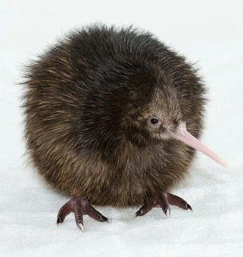 Стикер Киви