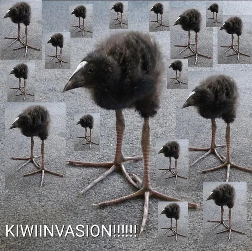 Стикер Киви