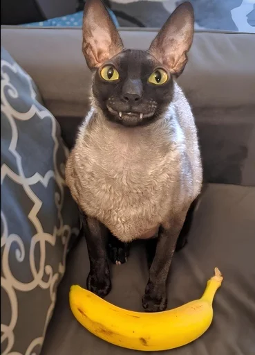 Стикер мс пох 2