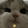 Эмодзи CATS