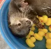 Стикер Otters