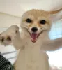 Стикер Im Fennec