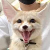 Стикер Im Fennec
