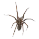 🕷