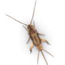 Стикер Insects