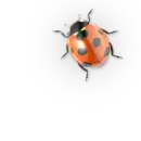 Стикер Insects