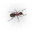 Стикер Insects