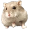 Эмодзи 🐹 ℍ𝕒𝕞𝕤𝕥𝕖𝕣𝕤: 🐹
