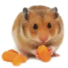 Эмодзи 🐹 ℍ𝕒𝕞𝕤𝕥𝕖𝕣𝕤: 🐹