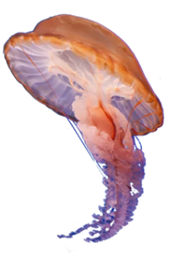 Стикер Jellyfish