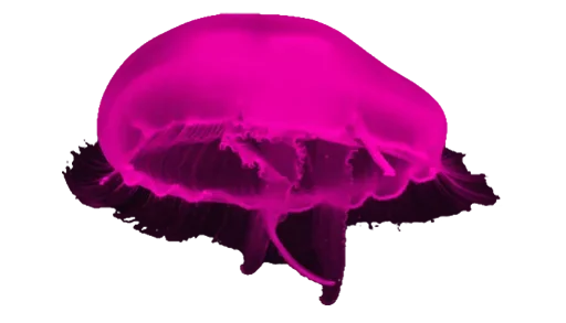 Стикер Jellyfish