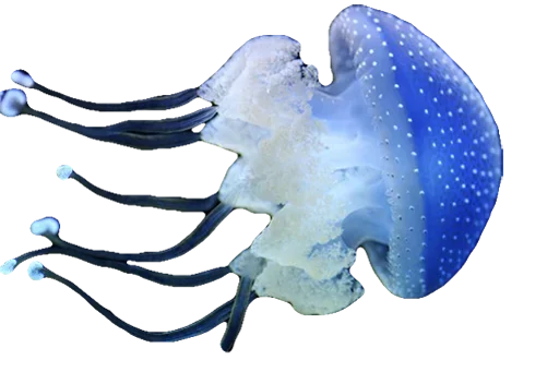 Стикер Jellyfish
