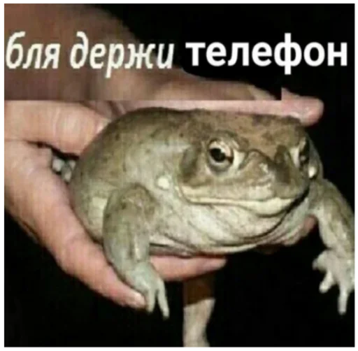 Стикер Жиж всё что движется