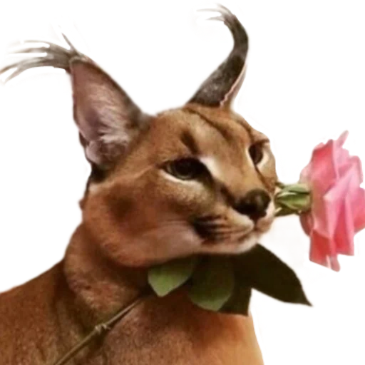 Стикер Шлёпанцы