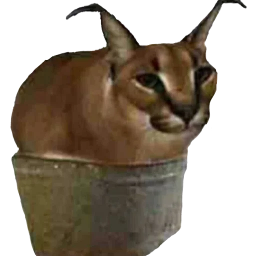 Стикер Шлёпанцы