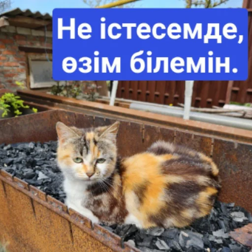 Стикер Бірінші пак