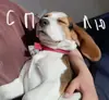 Стикер Beagle Amor