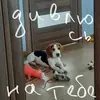 Стикер Beagle Amor