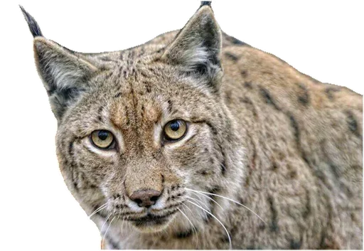 Стикер Cat family