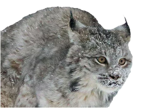 Стикер Cat family