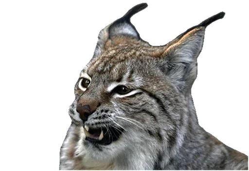 Стикер Cat family