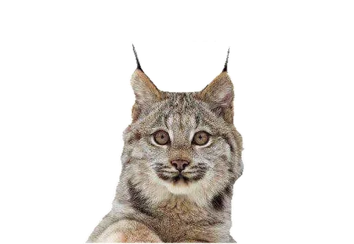 Стикер Cat family