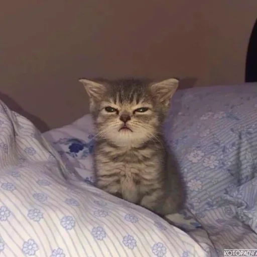 Стикер Котята от Дяди Рана