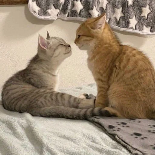 Стикер Котята от Дяди Рана