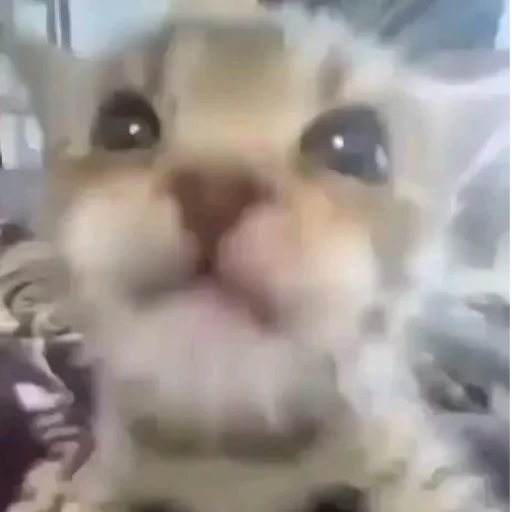 Стикер Котята от Дяди Рана