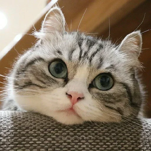 Стикер Будни Комару