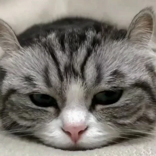 Стикер Будни Комару