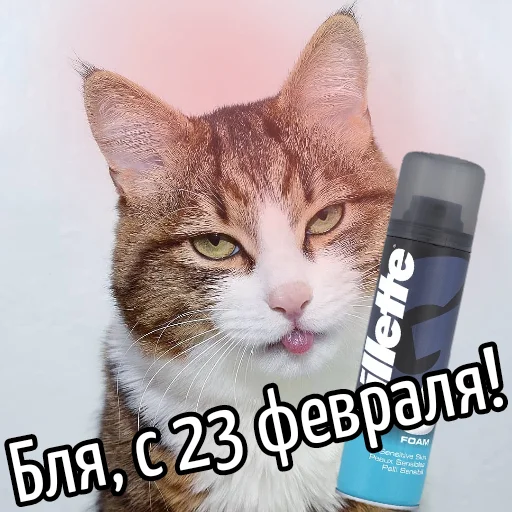 Стикер Кот "Бля" ?