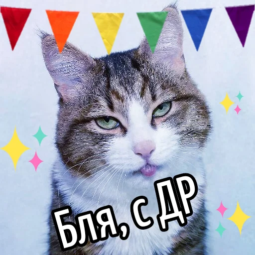 Стикер Кот "Бля" ?