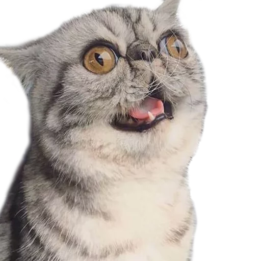 Стикер Котбезумен