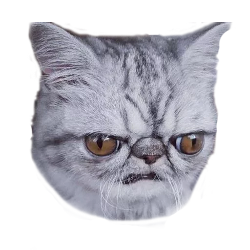 Стикер Котбезумен