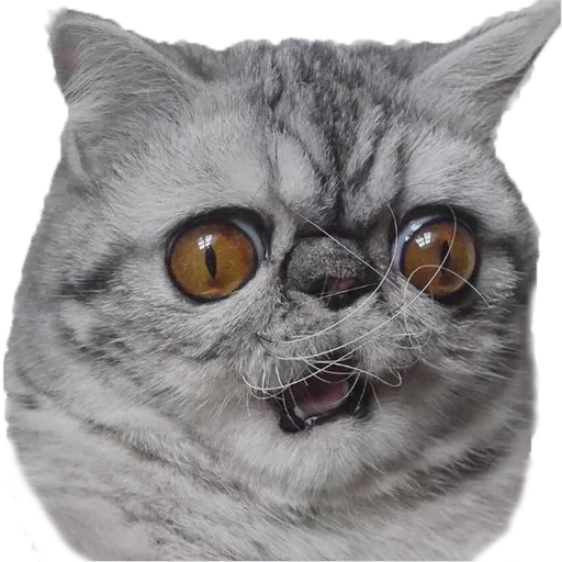 Стикер Котбезумен